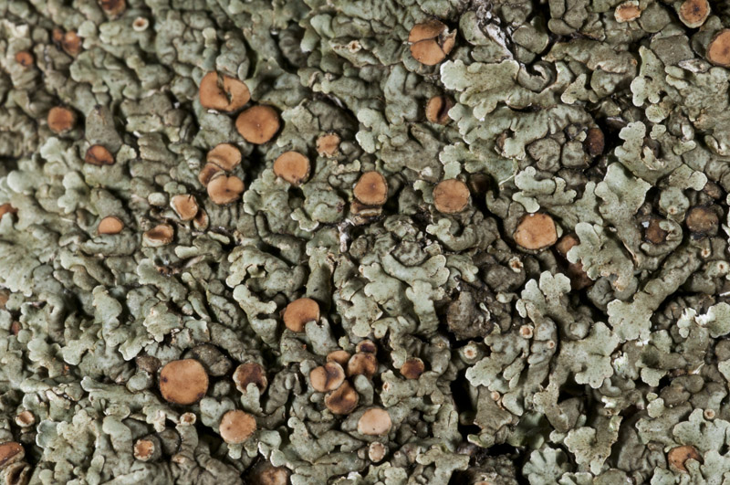 Squamarina sp - Lichene sopra arenaria